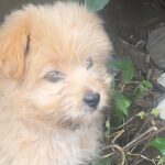 Breaking the Walls of Fear: Rescuing the Little Dog Hidden Deep in a Crevice