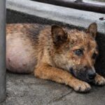 Pregnant Dog Found Trembling in the Rain After Being Hit by a Car