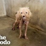 A Smile That Changed Fate: The Journey from a “Scruffy” Shelter Dog to a Fluffy Gentleman