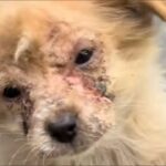 From Hairless Stray to Beautiful Companion: A Journey of Love and Healing