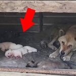 Her Last Wish Wasn’t for Herself… But to Save Her Helpless Newborn Puppies