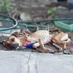 Eva: From the Cruelty of Chains to a Miracle in a New Land