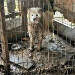 From a 2-Square-Meter “Dungeon” to a Miraculous Rebirth: Shinju’s Journey