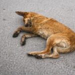 Found Dying in a Rain-Soaked Ditch at 4AM… But This Brave Dog Refused to Give Up!