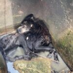 Tied up and soaking wet in the sewer, he cried helplessly and faded away