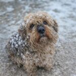 Frozen Dog Waited for His Owner Until His Last Breath… But He Was Abandoned