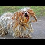 Tootsie’s Rescue Journey: A Miracle for a Poodle Blinded by Her Own Fur