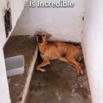 They Found This Dog At The Bottom Of A Ravine — What Happened Next Is Incredible