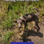 No one noticed her silent pain, until her first tail wag broke our hearts