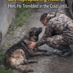 A Miracle in the Rain: The Rescue of a Stricken and Abandoned Puppy