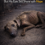 His Body Was Just Skin and Bones, But His Eyes Still Shone with Hope, Waiting to Be Saved!