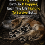 Mama dog chained and starving gave birth to 11 puppies, each tiny life fighting to survive but…