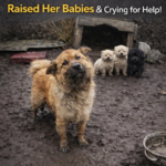A Mother Dog Trapped in Mud Her Whole Life, Gave Birth, Raised Her Babies & Crying for Help!