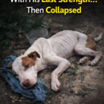 Poor Pittie cried for help with his last strength… then collapsed