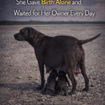 Abandoned While Pregnant . She Gave Birth Alone And Led Her Puppies Waiting For Her Owner Everyday.