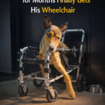 Dog Who Couldn’t Walk for Months Finally Gets His Wheelchair