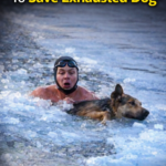Title: A Hero Amidst the Ice: The Breathless Rescue of an Exhausted Dog Trapped in Frozen Waters