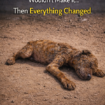 They Thought This Tiny Puppy Wouldn’t Make It… Then Everything Changed