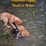 A Miracle of Unity: The Rescue of a Puppy Trapped in a Pond