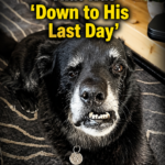 Man gives home to dog that was ‘down to his last day’