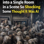 Nearly 250 Dogs Were Discovered Crammed into a Single Room in a Scene So Shocking Some Thought It Was AI