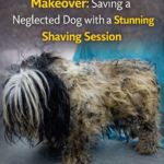 The Ultimate Grooming Makeover: Saving a Neglected Dog with a Stunning Shaving Session