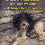 Crippled dog survived on market scraps daily—until we came and changed her life forever