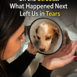 We found a shy puppy on the street… what happened next left us in tears