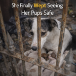 The Miraculous Revival of Mother Dog Luna and Her Puppies from an Abandoned Dump