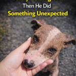 He Hid in a Drain, Barely Holding On… Then He Did Something Unexpected