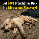 He Staggered and Collapsed by the Roadside—But Love Brought Him Back in a Miraculous Recovery!
