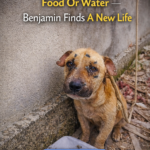 Tied Up With No Food Or Water — Benjamin Finds A New Life