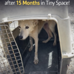 15 Months in a Tiny Space: The First Steps of Freedom for Two Poor Souls