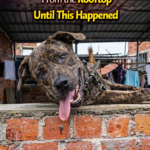 Cries from the Rooftop: The Freedom from a Lifetime of Chains