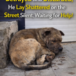 Used as a bait dog, betrayed and discarded, he lay shattered on the street silent waiting for help!