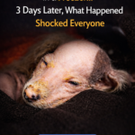 Someone Put a Puppy in a Freezer… 3 Days Later, What Happened Shocked Everyone
