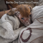 In His Final Moments, He Cried Unable to Forget the Pain… But No One Gave Him a Chance