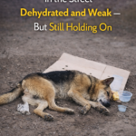 Dog Found Barely Alive After Accident — Wheelchair Gives Him Second Chance