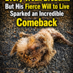 A Tiny Dog Fading With Every Weak Breath… But His Fierce Will to Live Sparked an Incredible Comeback