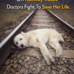 Dog Found Unconscious On Railway Tracks — Doctors Fight To Save Her Life