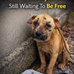 Neglected Dog With Tearful Eyes — Still Waiting To Be Free