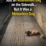 I Thought It Was Just an Abandoned Bag on the Sidewalk… But It Was a Motionless Dog