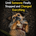 He Dragged Himself Across the Road… Until Someone Finally Stopped and Changed Everything