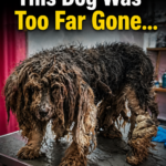 A Journey of Revival for a Neglected Dog: When Patience Triumphs Over Adversity