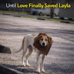 Layla: From the Trauma of Fiberglass to a Miraculous Rebirth