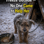 Chained Mother Dog Freeze Outside — No One Came to Help Her