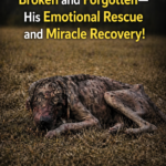 Left Alone in a Field, Broken and Forgotten—His Emotional Rescue and Miracle Recovery!