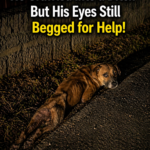 Paralyzed and Terrified, He Crawled Into a Ditch—But His Eyes Still Begged for Help!