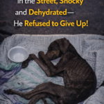 Abandoned and Collapsed in the Street, Shocky and Dehydrated—He Refused to Give Up!