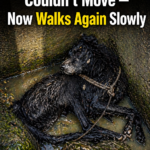 Dog Tied With Rope Couldn’t Move — Now Walks Again Slowly